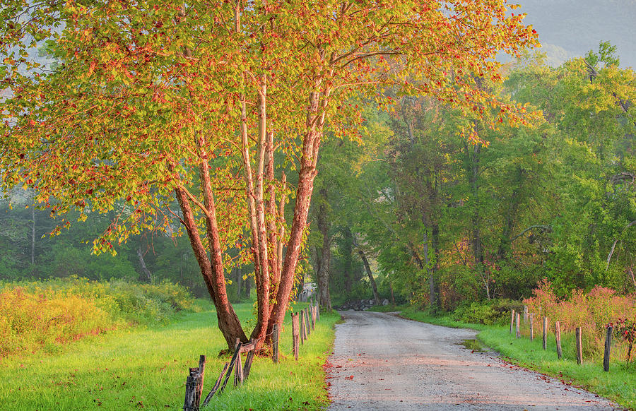 Perfect Light of a Sparks Lane Morning Photograph by Marcy Wielfaert