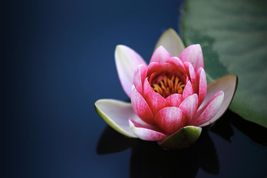 Perfect lotus Photograph by Top Wallpapers