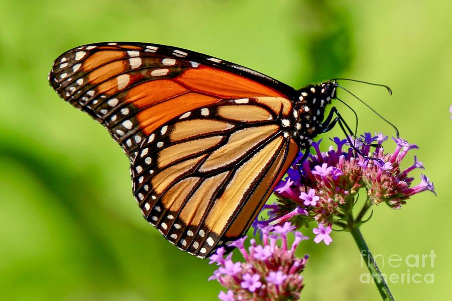 Perfect Monarch Photograph by Susan Rydberg