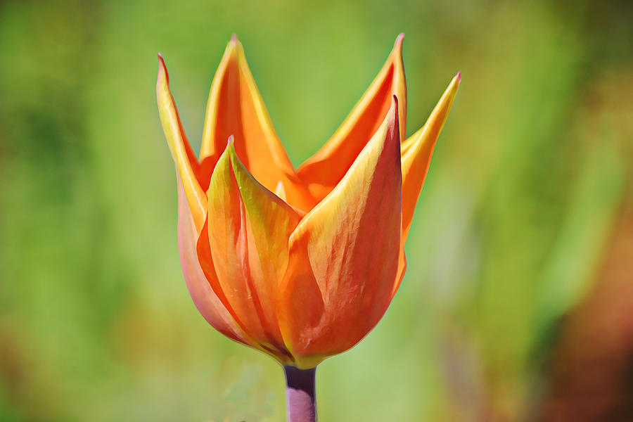 Perfect Orange Tulip Photograph
