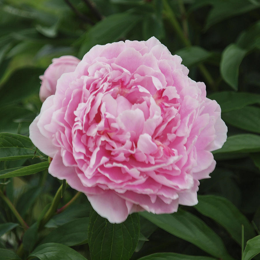 Perfect Peony Photograph By Stephanie Ash