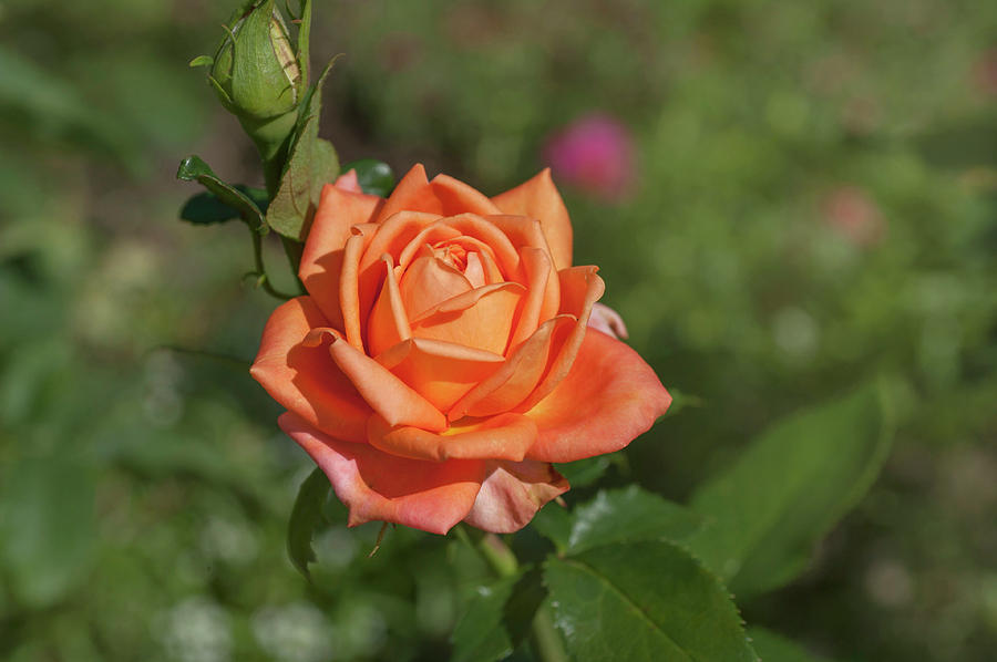 Perfect Pet Floribunda Rose 2 Photograph by Jenny Rainbow