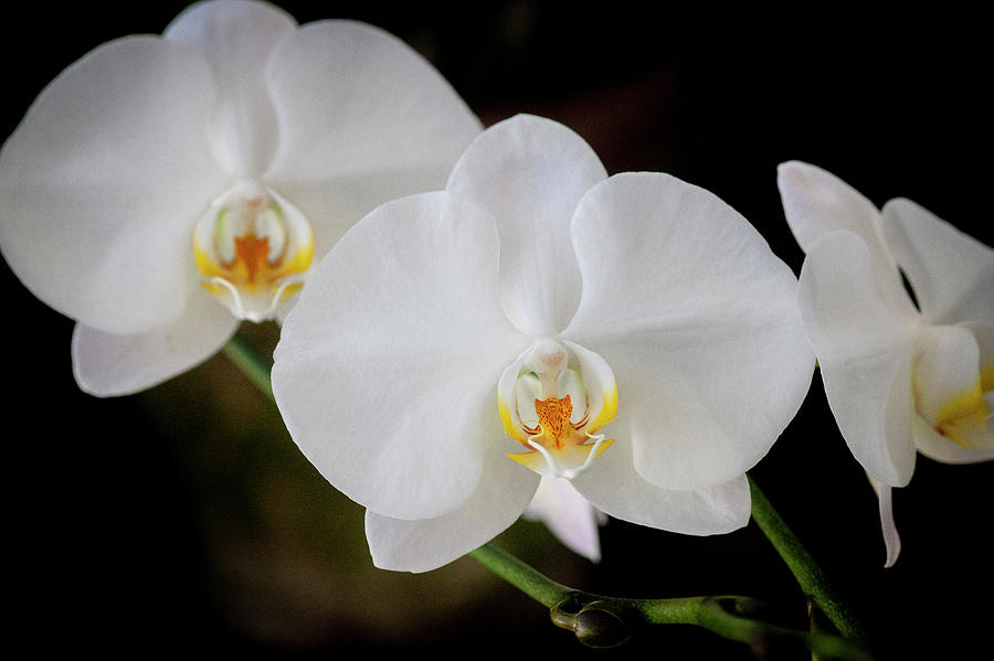 Perfect Phalaenopsis Orchid 106 Photograph by Rich Franco