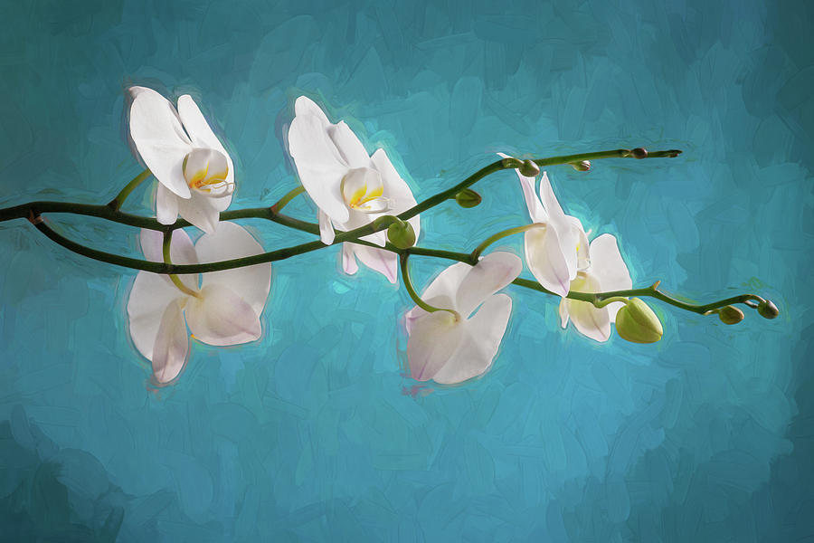 Perfect Phalaenopsis Orchid 111 by Rich Franco Perfect Phalaenopsis Orchid 111 by Rich Franco