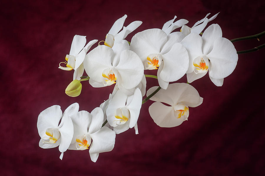 Perfect Phalaenopsis Orchid 200 Photograph by Rich Franco