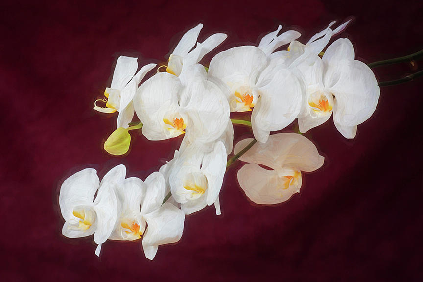 Perfect Phalaenopsis Orchid 201 Photograph by Rich Franco