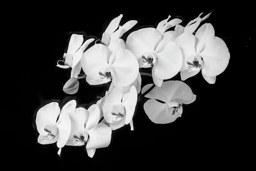 Perfect Phalaenopsis Orchid 203 Photograph by Rich Franco