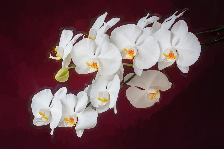 Perfect Phalaenopsis Orchid 204 Photograph by Rich Franco