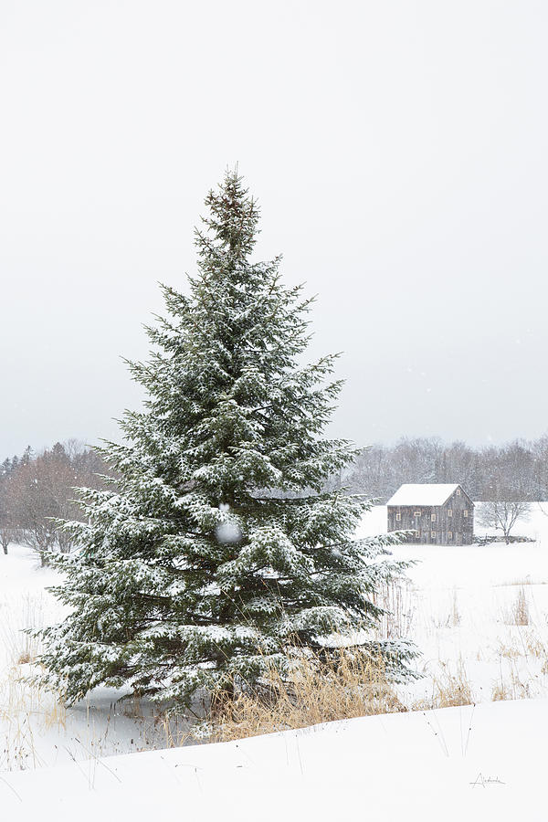 Barn Photograph - Perfect Pine Tree by Aledanda