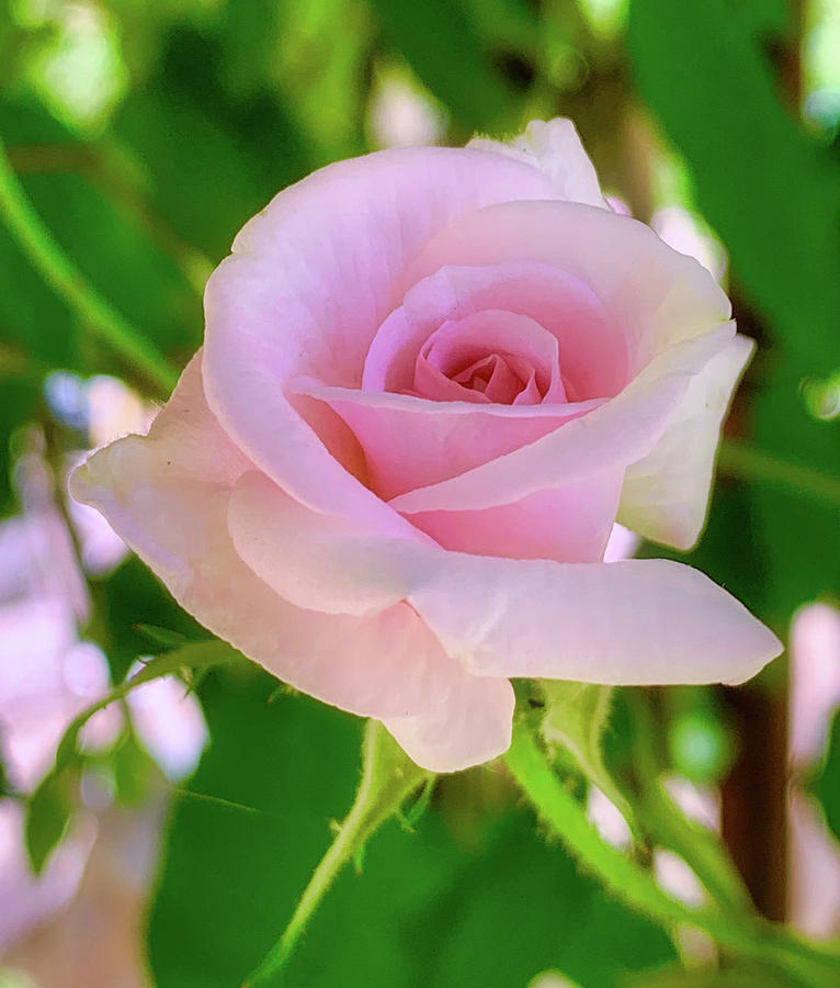 Perfect Pink Rose Photograph by Steph Gabler
