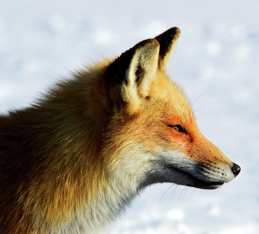 Perfect Profile Photograph by Susan Spitz - Fine Art America