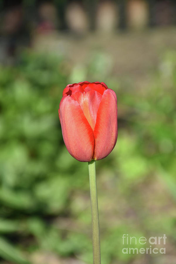 Tulip Photograph - Perfect Red Flowering Tulip Blossom on a Sunny Day by DejaVu Designs