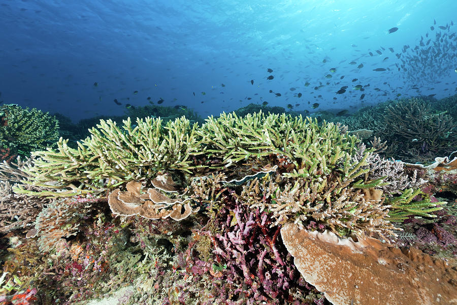 Perfect Staghorn Coral At Siaba Kecil Photograph by Ifish