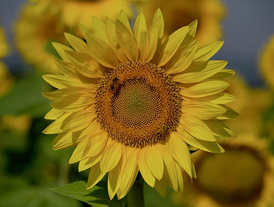 Perfect sunflower with a bee Photograph by Lynn Hopwood
