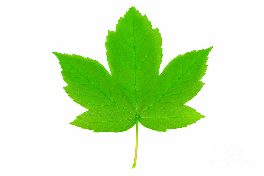 Perfect Sycamore Maple Leaf Photograph
