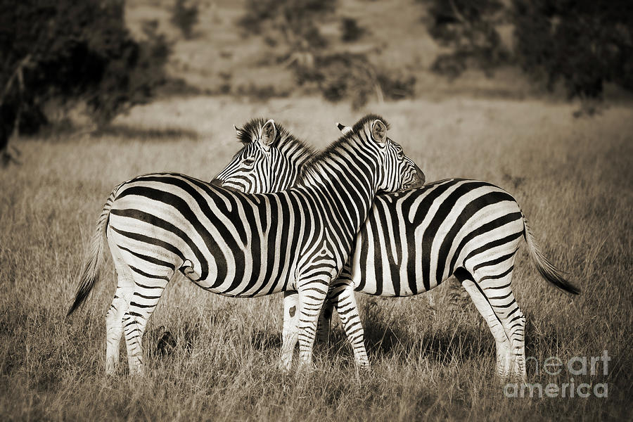 Zebra Photograph - Zebra hug, Kruger Park, South Africa by Delphimages Photo Creations