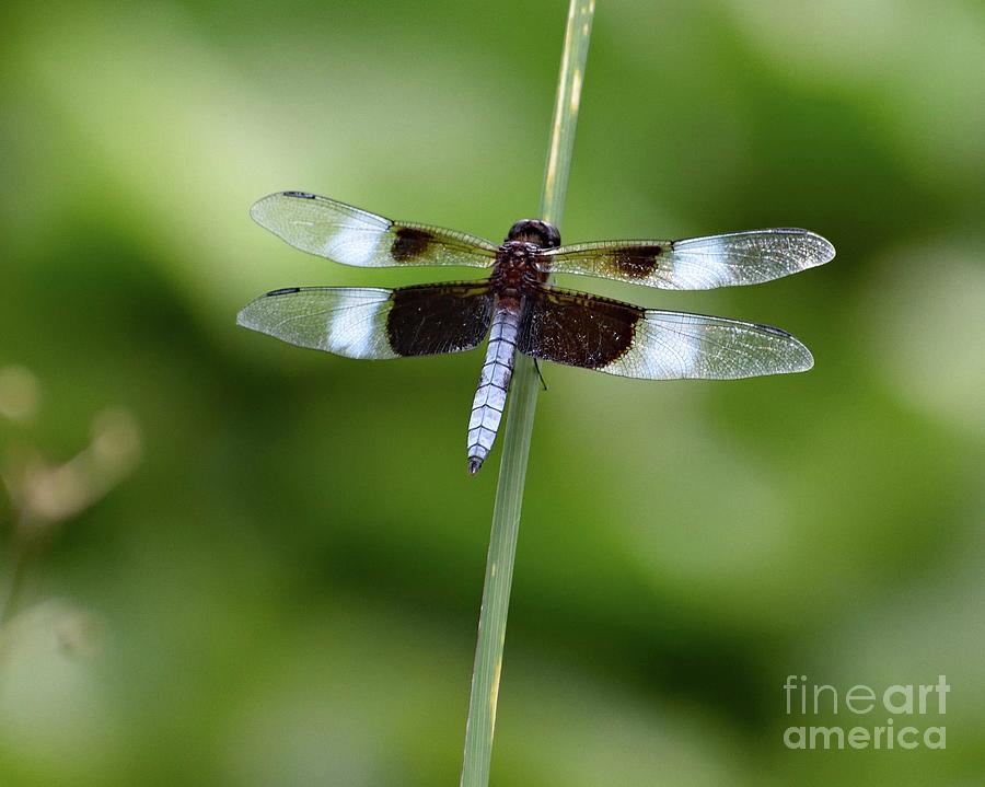 Dragonfly Perfection Photograph