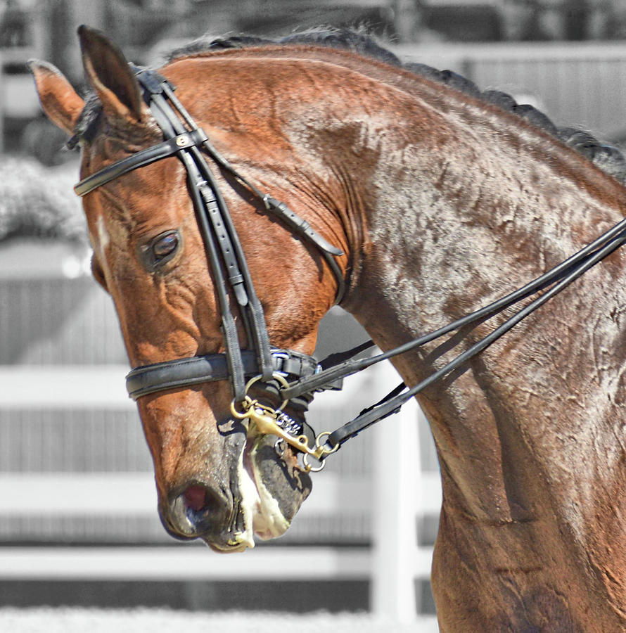 Perfection Photograph by Dressage Design
