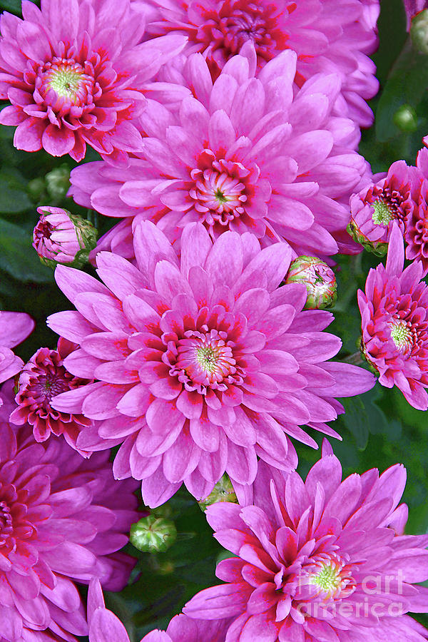 Perfectly Pink Chrysanthemum Photoart Photograph