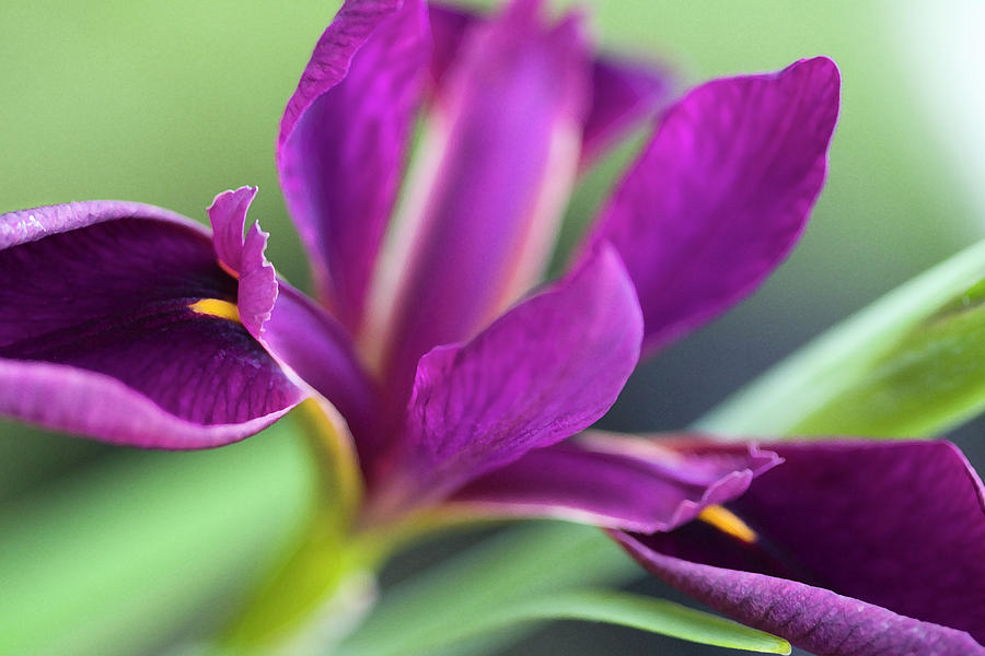 Perfectly Purple Louisiana Bog Iris Photograph by Kathy Clark