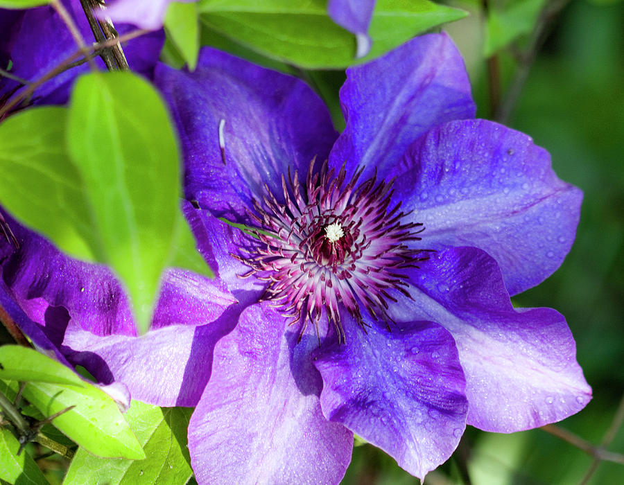 Perfectly Purple The President Clematis Blossom Photograph by Kathy Clark