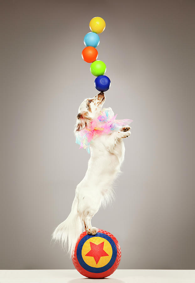 Performing Dog Balancing Balls On Nose Photograph by Karen Moskowitz
