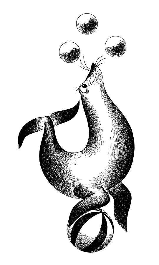 Black And White Drawing - Performing Seal by CSA Images