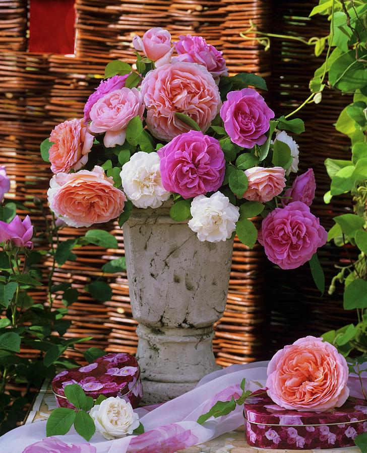 Perfumed English Roses In A Vase Photograph by Friedrich Strauss