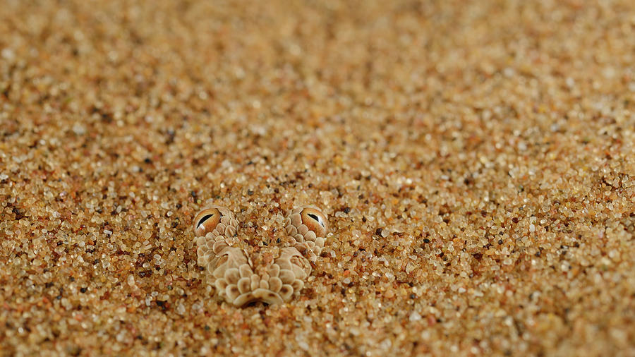 Peringuey's Desert Adder,, Hiding Under Sand, Namib Desert Photograph ...