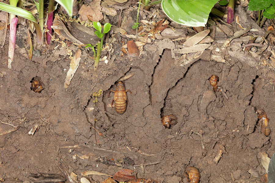 Periodical Cicada Nymph In Emergence Tunnels Prepared Weeks Photograph ...