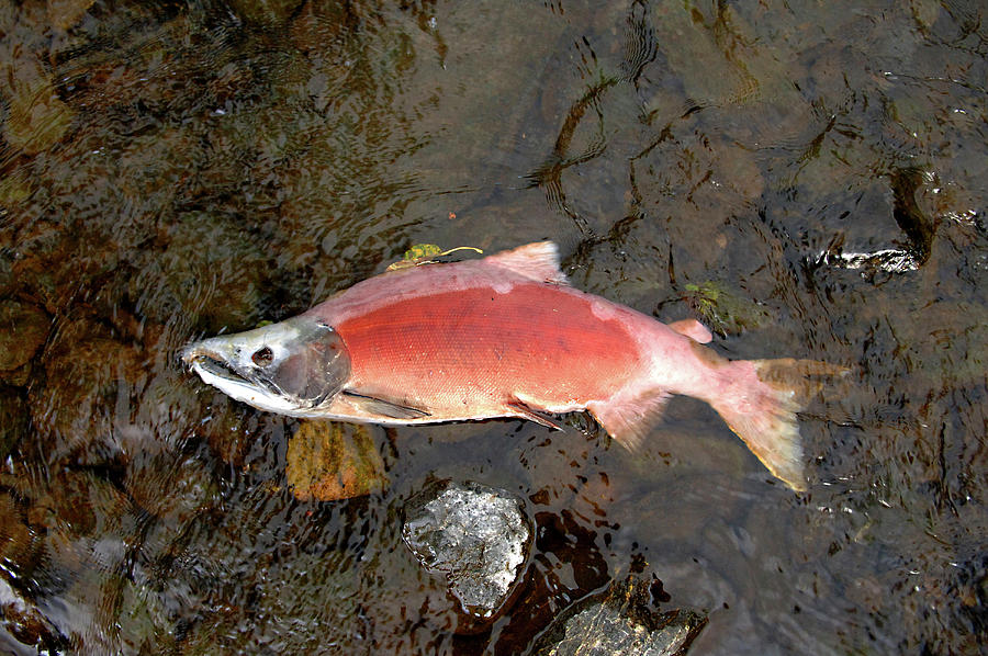 Perished Salmon After Spawning In Rainbow River, Kenai Halbinsel 