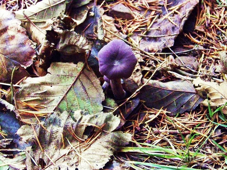 Periwinkle Mushroom Photograph by Julie Rauscher