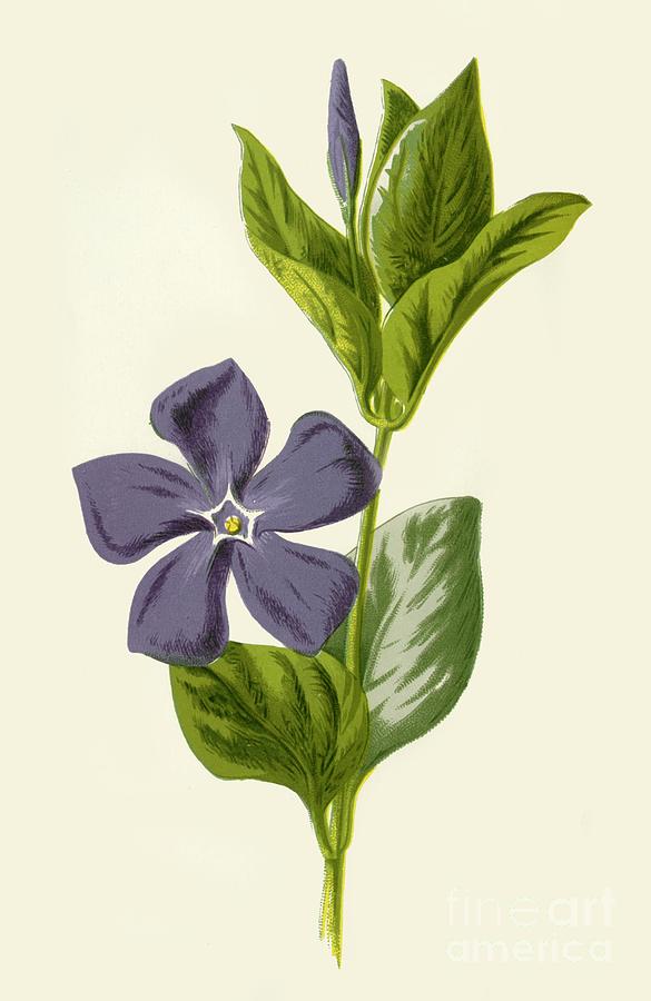 Periwinkle Drawing by Print Collector