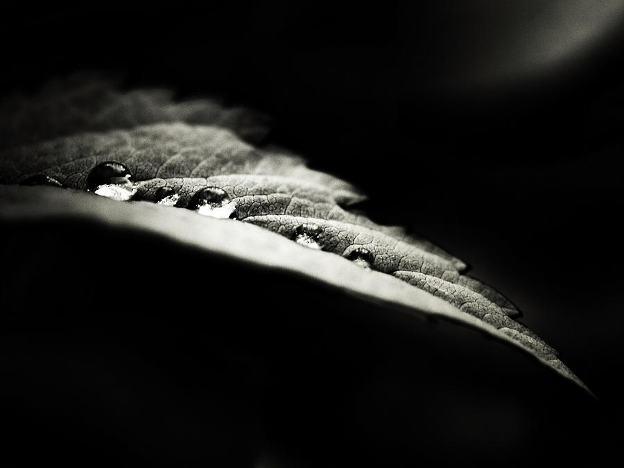 Perles Nocturnes Photograph by David Senechal Photographie (polydactyle)