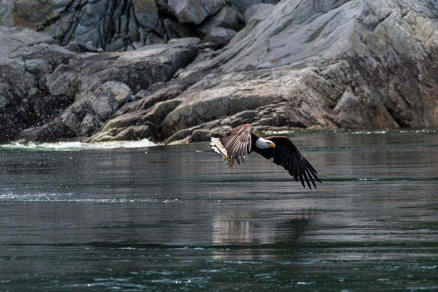 Perseverance - Eagle Art Photograph by Jordan Blackstone