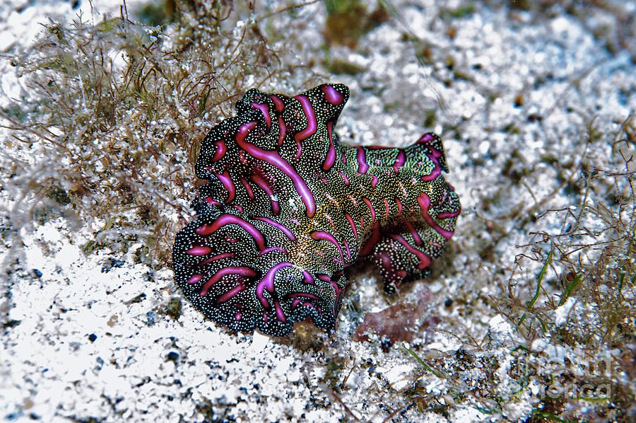 Persian Carpet Flatworm Photograph by Georgette Douwma/science Photo Library