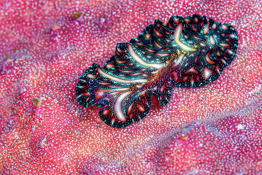 Persian Carpet Flatworm Pseudobiceros Photograph by Bruce Shafer