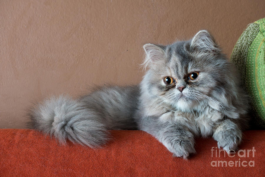 Fur Photograph - Persian Cat On The Couch by Valerio Pardi Fur Photograph - Persian Cat On The Couch by Valerio Pardi
