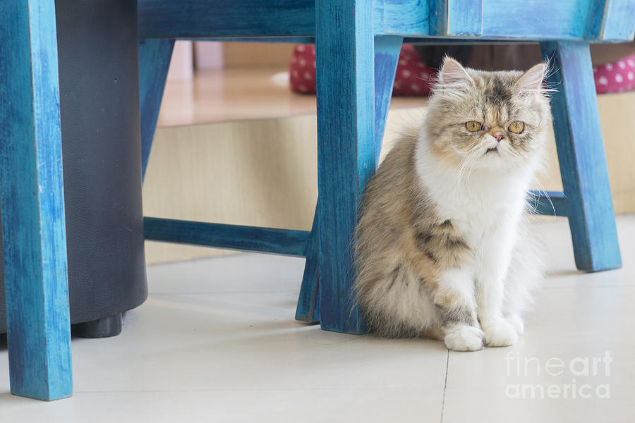 Studio Photograph - Persian Cat Sitting On The Floor by Fotogenicstudio Studio Photograph - Persian Cat Sitting On The Floor by Fotogenicstudio