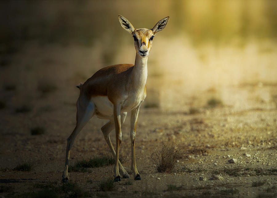 Nature Photograph - Persian Gazelle! by Sina Pezeshki