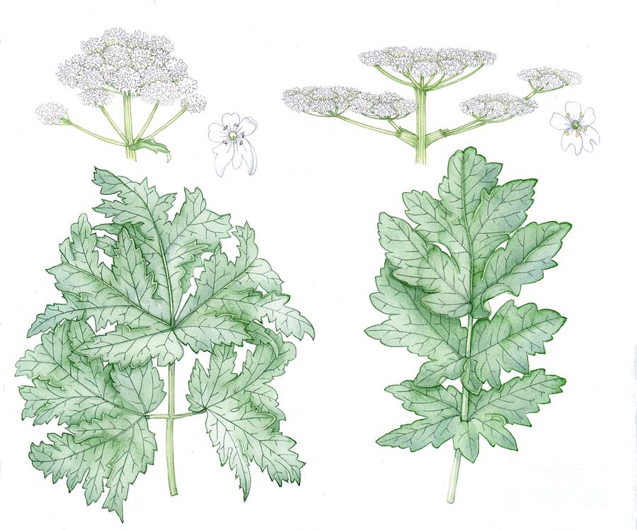 Persian Hogweed And Giant Hogweed Photograph By Lizzie Harper Science 