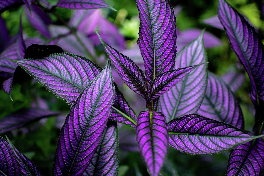 Persian Shield Photograph by Rose Guinther