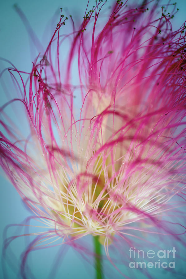 Summer Photograph - Persian silk tree flower by Delphimages Photo Creations