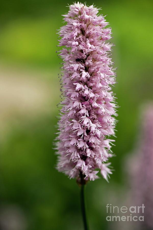 Summer Photograph - Persicaria Bistorta superba by Dr Keith Wheeler/science Photo Library