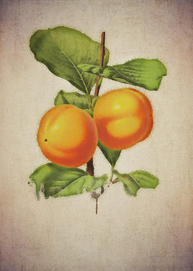 Fruit Digital Art - Persimmon by Jan Keteleer
