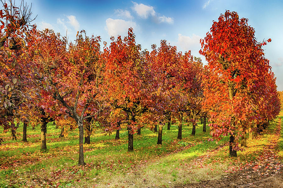 Fall Photograph - Persimmon Trees In Regular Files by Vivida Photo PC