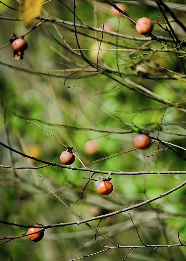 Persimmons by Michael Reynolds Persimmons by Michael Reynolds