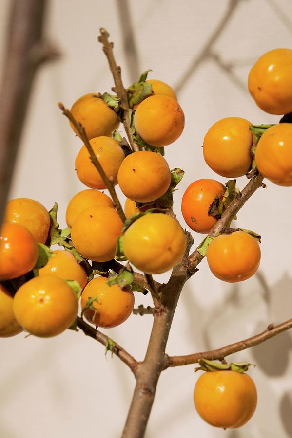 Persimmons On The Branch Photograph by Martina Schindler