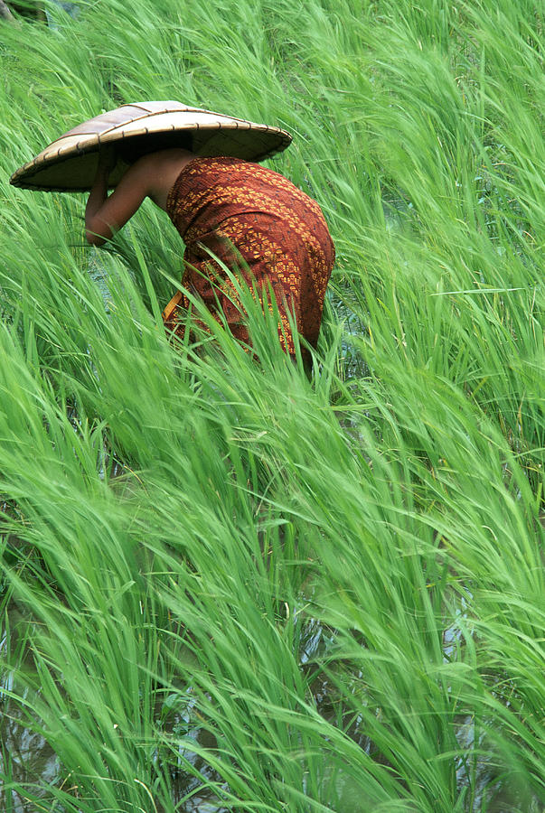 Person In Rice Paddies, Bali, Indonesia Photograph by Peter Adams