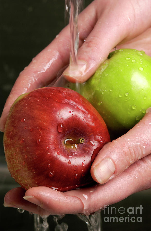 Person Washing Apples Photograph by Uk Crown Copyright Courtesy Of Fera/science Photo Library